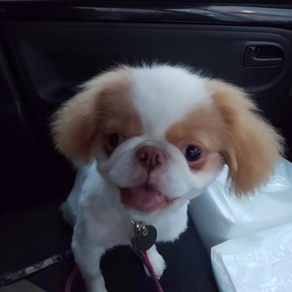 トライアル決定！募集は中止！元気一杯な男の子