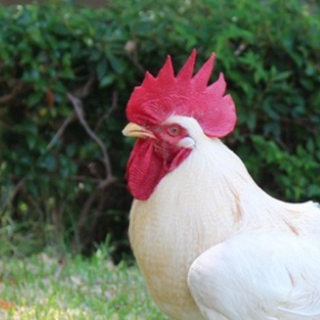 ニワトリ約35羽里親募集三重県菰野町にて無料