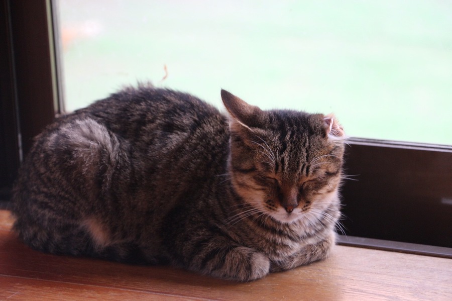 片耳ちぎれチャオの新しい 島根県 猫の里親募集 ペットのおうち 月間利用者150万人