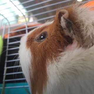 クールなモルモット