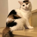 ふわふわ半長毛の三毛猫さんです