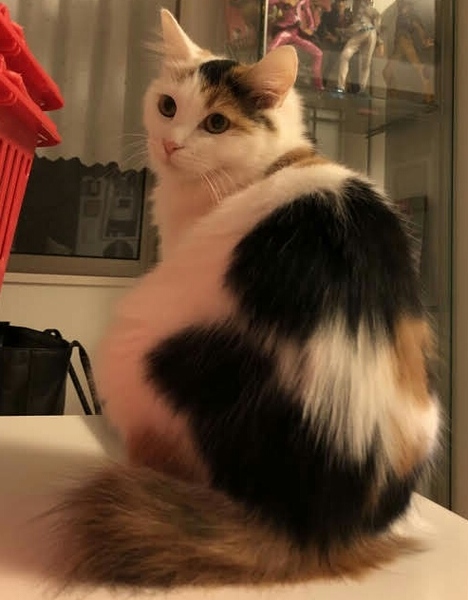 ふわふわ半長毛の三毛猫さんです」東京都 - 猫の里親募集(240509) 6枚