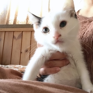 生後約2ヶ月 ハートを背負ってる 豆福