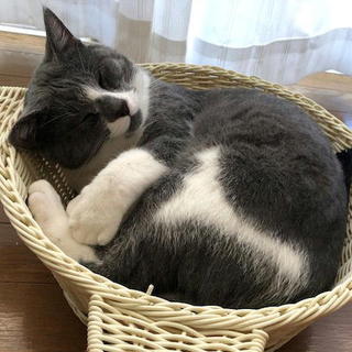 去勢済・血液検査済等のグレイの猫です。