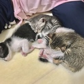 ３匹の猫ちゃん