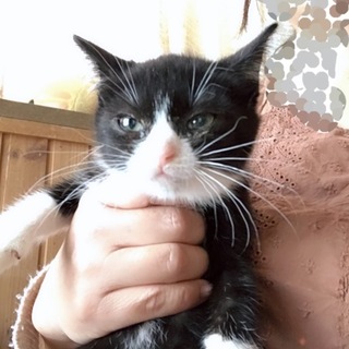 生後約2ヶ月 甘えん坊のおせちちゃん