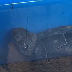 亀ちゃん、いまだ冬眠せず！