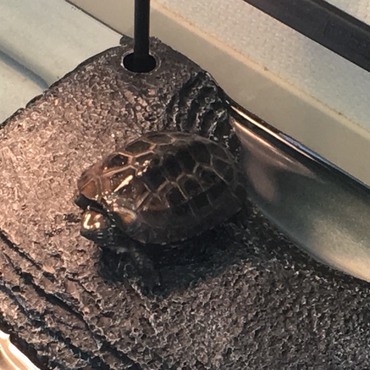 家に来て約１ヶ月（2018年2月）の亀次郎。おそらく生後２ヶ月くらいだと思う。