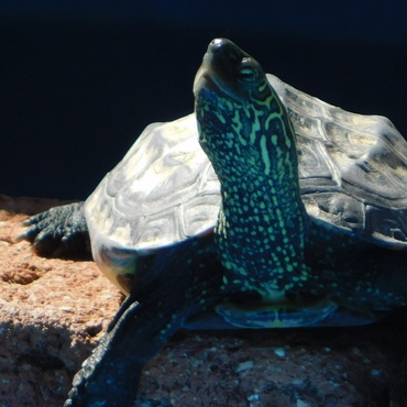 ２０１８年１０月冬眠前の今年最後の撮影。立派に育ちました。