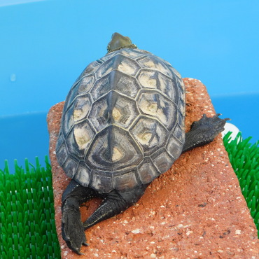 大開脚で甲羅干し中の亀太郎。