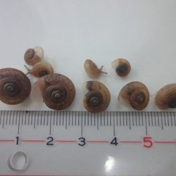 「「カンちゃん２世」孵化から5ヶ月（11/28）」サムネイル2