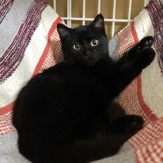 世界で2番目に可愛い黒猫