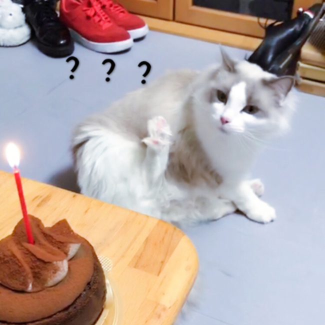 サニードドのカバー写真