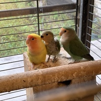 粒あん