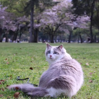 4歳のラグドール 猫フード・猫トイレ・猫砂付き