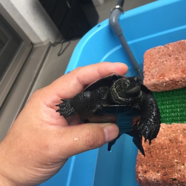 まだ２歳に満たないのに黒化が始まった亀太郎です。パワーが有り余っています。