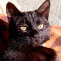 美しいメスの黒猫です
