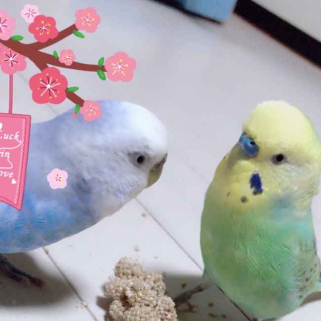 noka0319のカバー写真