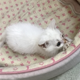 片目の白ちやん家族を探してます