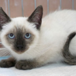 みやママ＆ちか　猫の里親会 サムネイル2