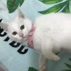 みやママ＆ちか　猫の里親会 サムネイル3