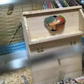 コザクラインコ 雛 カラー不明