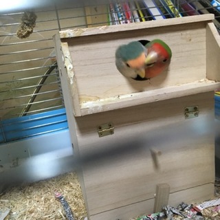 コザクラインコ 雛 カラー不明