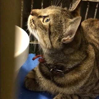 子猫一匹と一緒に無事センターを出ています