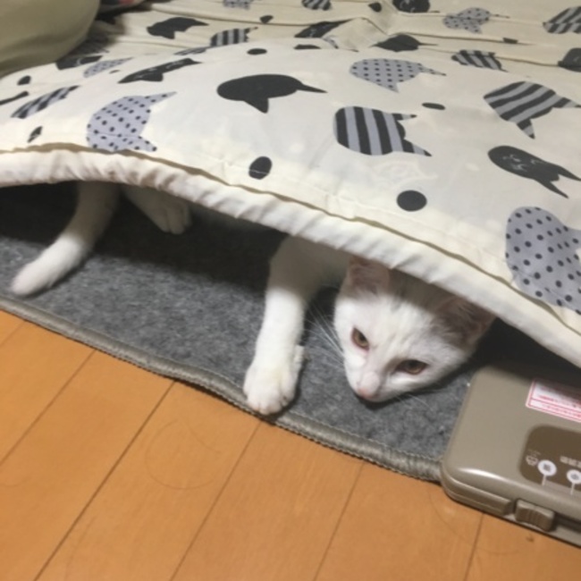 ミズハノメのカバー写真