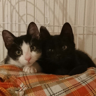 仲良し兄弟！オセロ＆ビビ