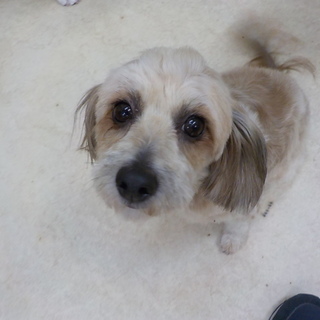 プードル系　とっても甘えん坊さんな子です♡