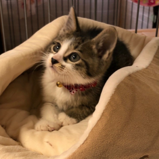 仲良し兄妹  ２ヶ月