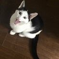 触り心地モチモチ！甘えん坊なフミフミ子猫