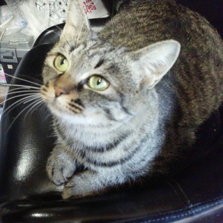 可愛い❤️マリーちゃん❤️家族になってください♪