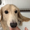 犬の里親募集(応募前に掲載内容要確認)