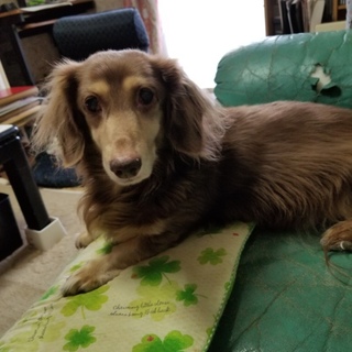 里親急募！ミニチュアダックス