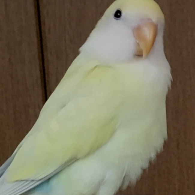marron0524のカバー写真