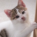 野良猫を減らす会で保護した元気な男の子里親さん募集