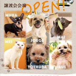 ペットと暮らそう！お台場ヴィーナスフォート譲渡会