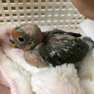 ヤエザクラインコ里親さん募集