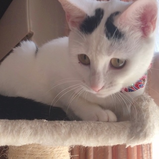 ハート模様が３つある可愛い女の子