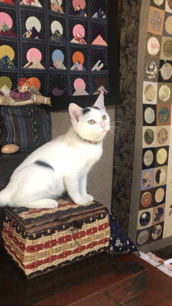 ハート模様が３つある可愛 兵庫県 猫の里親募集 ペットのおうち 月間利用者150万人