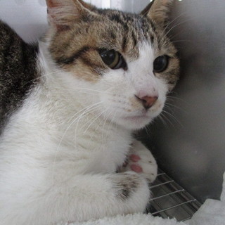 明日の朝に収容期限を迎えます。11/29朝