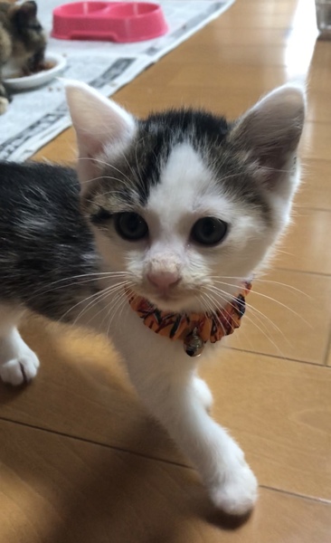 癒し系のペンタ君 兵庫県 猫の里親募集 ペットのおうち 月間利用者150万人