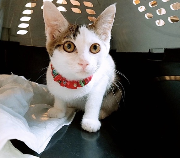 癒し系のペンタ君 兵庫県 猫の里親募集 ペットのおうち 月間利用者150万人