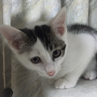 人が大好き。指ペロペロ大好きなゴロニャーンです