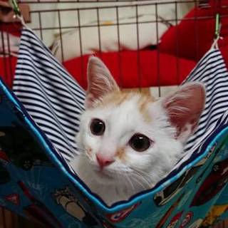 人懐こい茶白のメロンくん