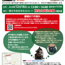 ねこの譲渡会☆横浜市泉区☆