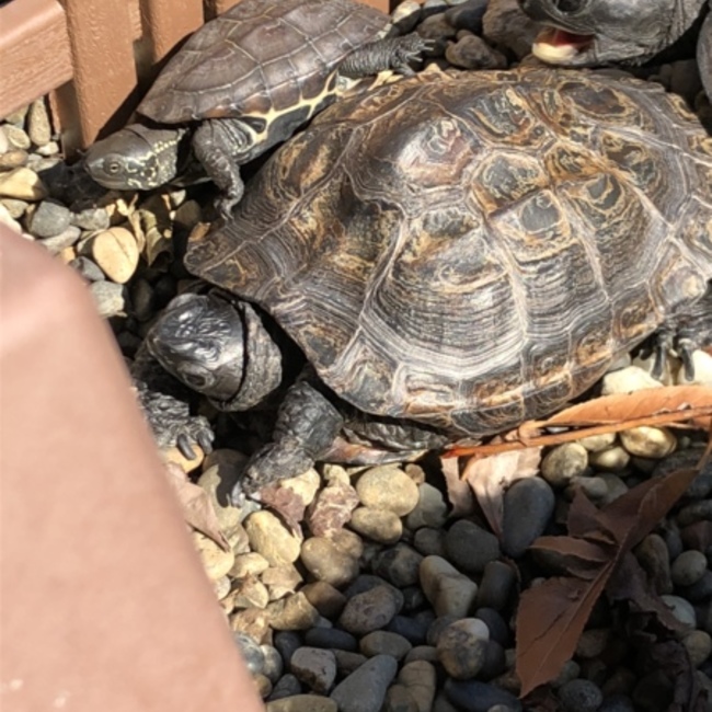 しょーへい0037のカバー写真