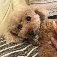 ぼん